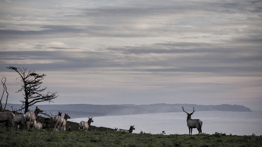 West Marin tule elk and Point Reyes wilderness photography