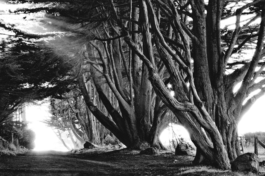 Bolinas coastal cypress trees